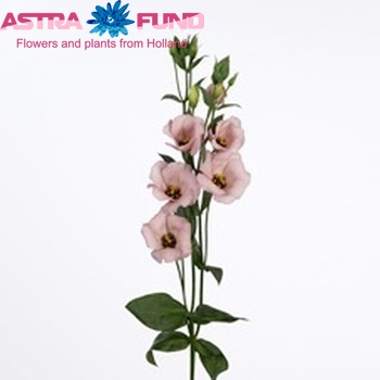 Eustoma russellianum enkelbloemig 'Louise' foto