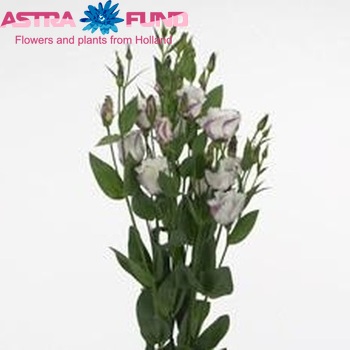 Eustoma russellianum enkelbloemig 'Milac Shadow' foto
