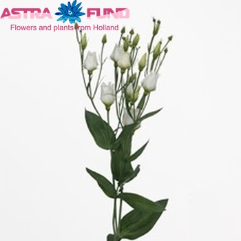 Eustoma russellianum enkelbloemig 'Million White' foto