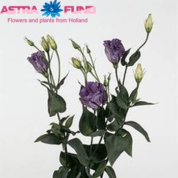Eustoma russellianum enkelbloemig 'Nagoya Striata' foto