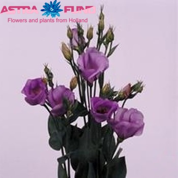 Eustoma russellianum enkelbloemig 'Osaka Lavender' foto