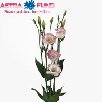 Eustoma russellianum enkelbloemig 'Piccolo Hot Lips' foto