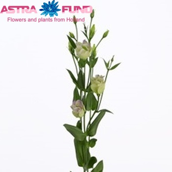Eustoma russellianum enkelbloemig 'Piccolo Northern Lights' foto