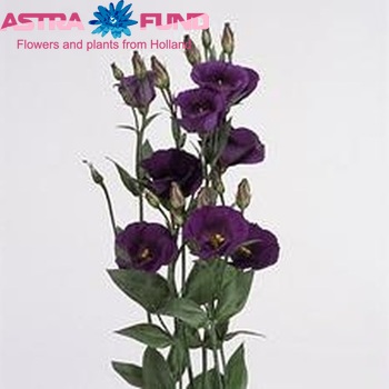 Eustoma russellianum enkelbloemig 'Piccolo Purple' foto