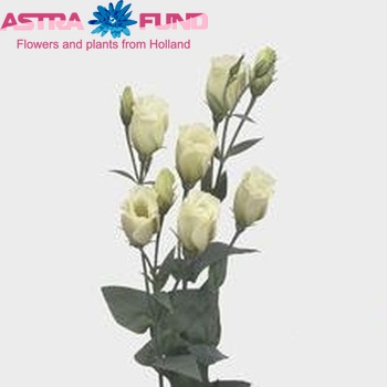 Eustoma russellianum enkelbloemig 'Pixie Green' foto