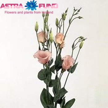 Eustoma russellianum enkelbloemig 'Polestar Apricot' foto