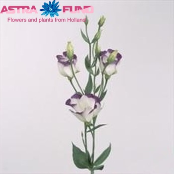 Eustoma russellianum enkelbloemig 'Polestar Blue Picotee' foto