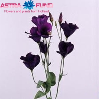 Eustoma russellianum enkelbloemig 'Polestar Purple' foto