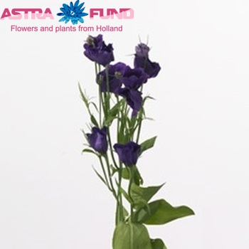 Eustoma russellianum enkelbloemig 'Rondo Dark Purple' foto
