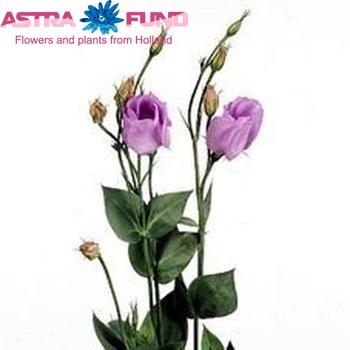 Eustoma russellianum enkelbloemig 'Soyokaze Milka' foto