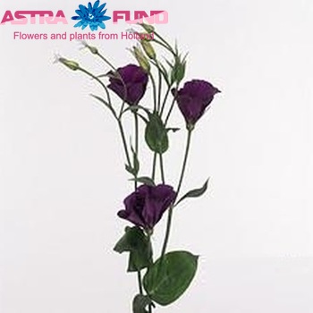 Eustoma russellianum enkelbloemig 'Tornado Purple' foto
