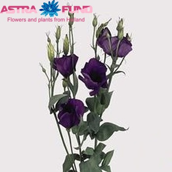 Eustoma russellianum enkelbloemig 'Twinkle Dark Blue' foto