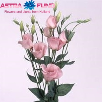 Eustoma russellianum enkelbloemig 'Twinkle Rose' foto
