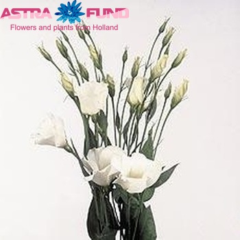 Eustoma russellianum enkelbloemig 'Twinkle White' foto