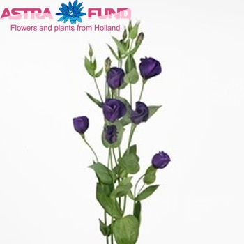 Eustoma russellianum enkelbloemig 'Vulcan Deep Violet' foto