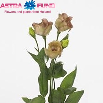 Eustoma russellianum enkelbloemig 'Wonderous Light Brown' foto