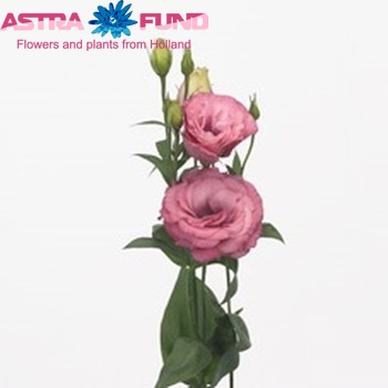 Eustoma russellianum gevuldbloemig 'Advantage Cherry Sorbet' foto