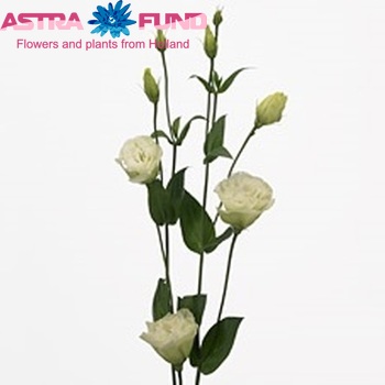 Eustoma russellianum gevuldbloemig 'Advantage Green' foto