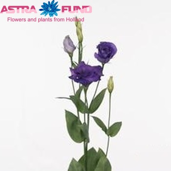 Eustoma russellianum gevuldbloemig 'Advantage Purple' foto