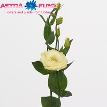 Eustoma russellianum gevuldbloemig 'Advantage Yellow' foto