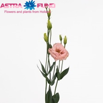 Eustoma russellianum gevuldbloemig 'Arena Apricot' foto