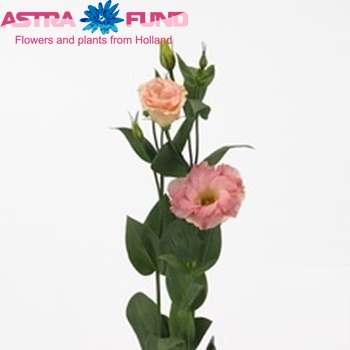 Eustoma russellianum gevuldbloemig 'Arena Champagne' foto