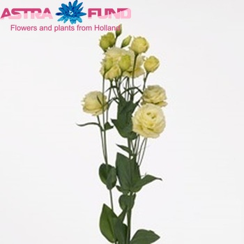 Eustoma russellianum gevuldbloemig 'Arena Gold' foto