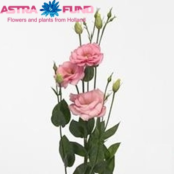Eustoma russellianum gevuldbloemig 'Arena Pink' foto