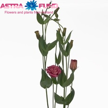 Eustoma russellianum gevuldbloemig 'Arena Red' foto