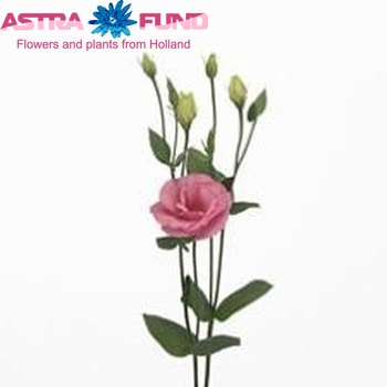Eustoma russellianum gevuldbloemig 'Arena Rose' foto