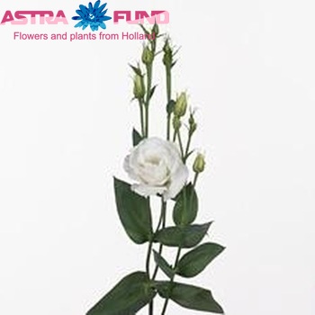 Eustoma russellianum gevuldbloemig 'Arena White' foto
