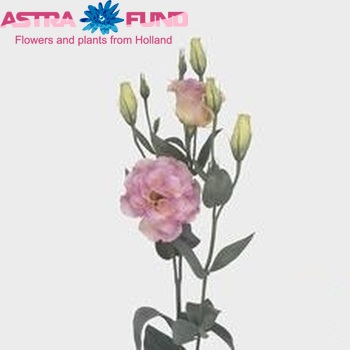 Eustoma russellianum gevuldbloemig 'Atlantic Champagne' foto
