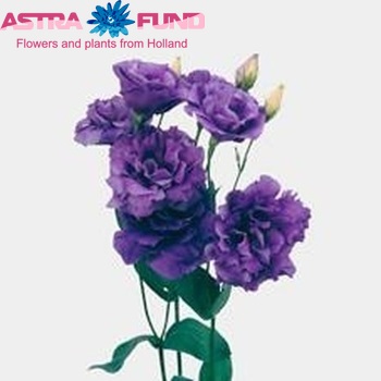 Eustoma russellianum gevuldbloemig 'Balboa Blue' foto