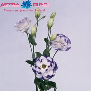 Eustoma russellianum gevuldbloemig 'Balboa Blue Rim' foto