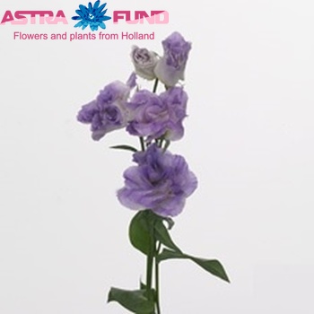 Eustoma russellianum gevuldbloemig 'Bolero Blue Blush' foto