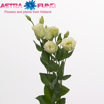 Eustoma russellianum gevuldbloemig 'Bolero Green' fotografie