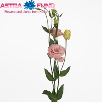 Eustoma russellianum gevuldbloemig 'Borealis Apricot' fotografie