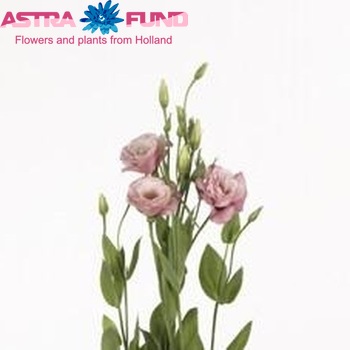 Eustoma russellianum gevuldbloemig Borealis Pink fotografie
