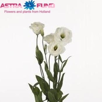 Eustoma russellianum gevuldbloemig Borealis White fotografie