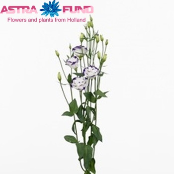 Eustoma russellianum gevuldbloemig 'Capri Blue Picotee' fotografie