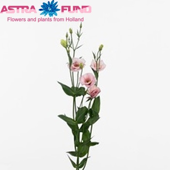 Eustoma russellianum gevuldbloemig 'Capri Pink' fotografie