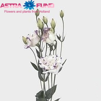 Eustoma russellianum gevuldbloemig 'Cessna Blue Picotee' fotografija