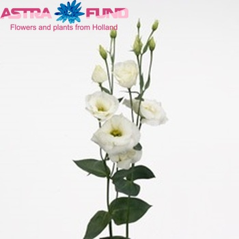 Eustoma russellianum gevuldbloemig 'Cessna Ivory' fotografija