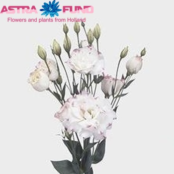 Eustoma russellianum gevuldbloemig 'Cessna Rose Picotee' fotografija