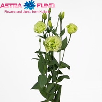 Eustoma russellianum gevuldbloemig Cinderella Lime Green fotografija