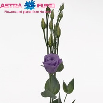 Eustoma russellianum gevuldbloemig 'Croma Lavender' fotografija