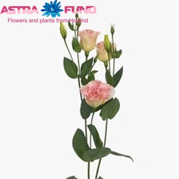 Eustoma russellianum gevuldbloemig 'Ceremony Pink Flash' fotografie