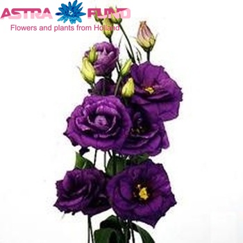 Eustoma russellianum gevuldbloemig 'Echo Blue' fotografija
