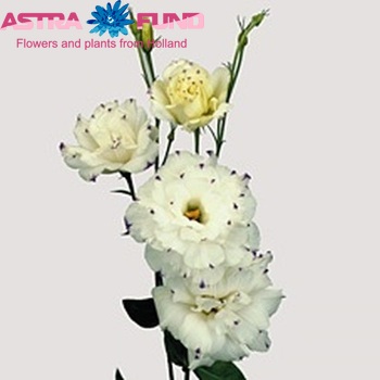 Eustoma russellianum gevuldbloemig 'Echo Blue Picotee' fotografija