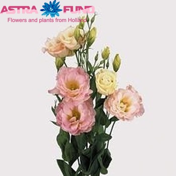 Eustoma russellianum gevuldbloemig 'Echo Champagne' fotografija